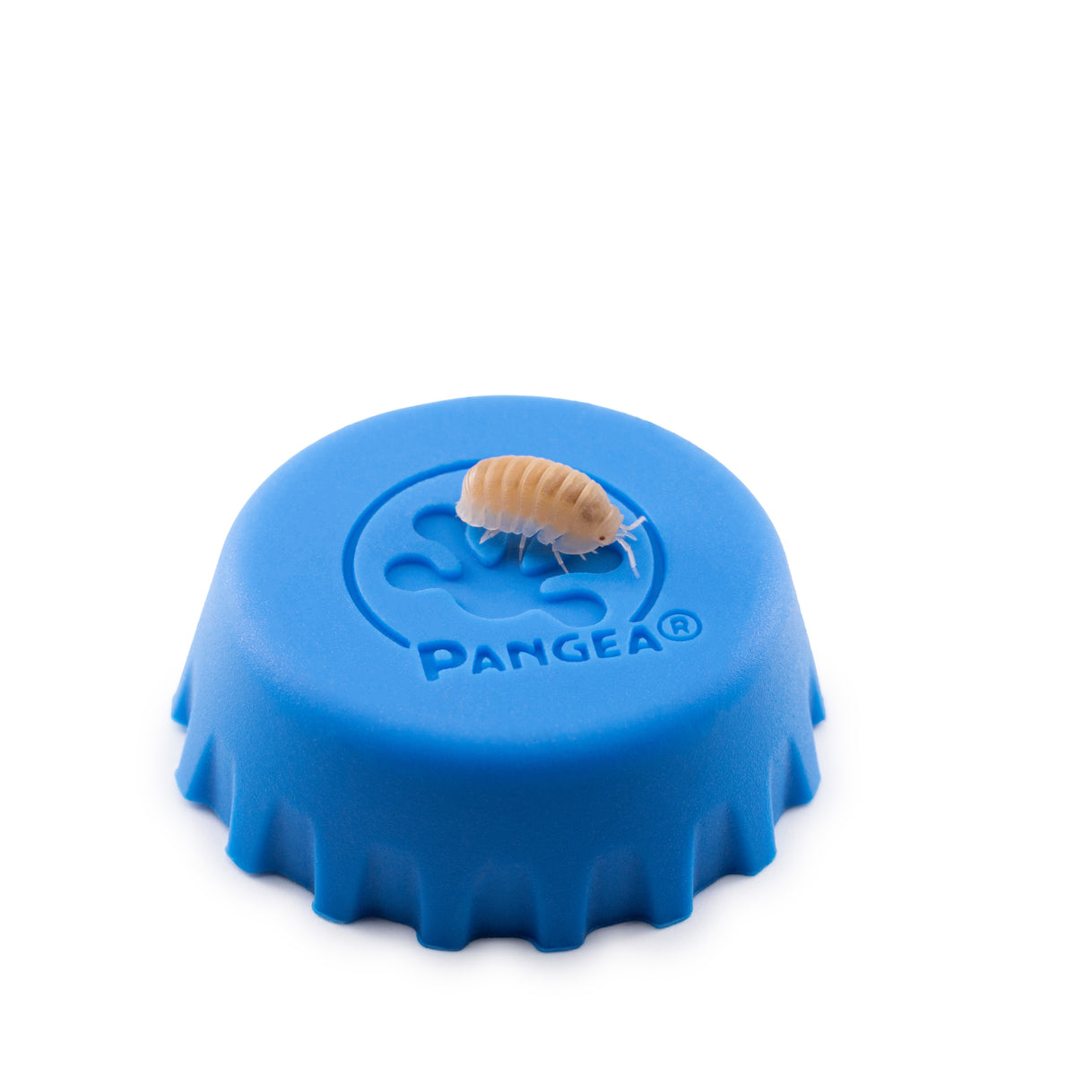 Cubaris murina 'Papaya' Isopods