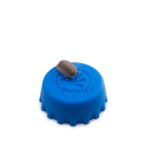 Armadillidium peraccae Isopods