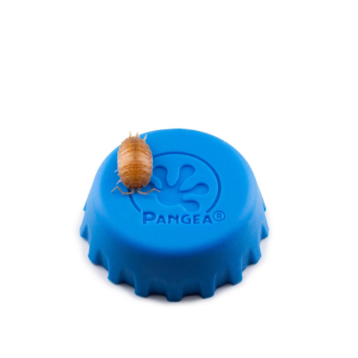 Porcellio scaber 'Orange' Isopods