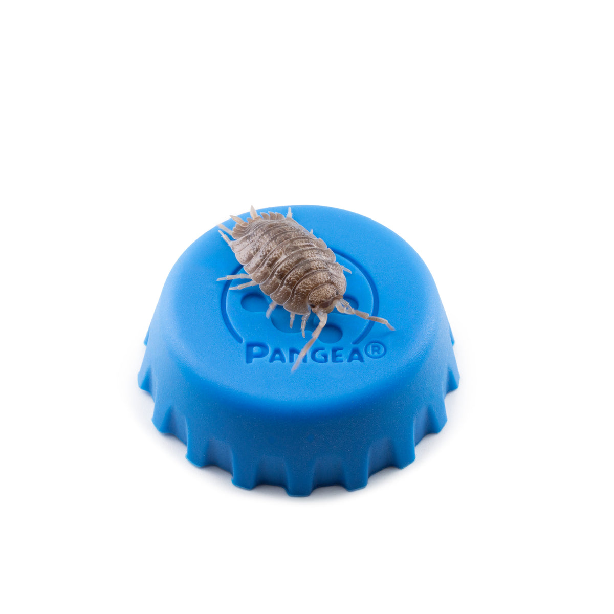 Porcellio dilatatus 'Giant Canyon' Isopods