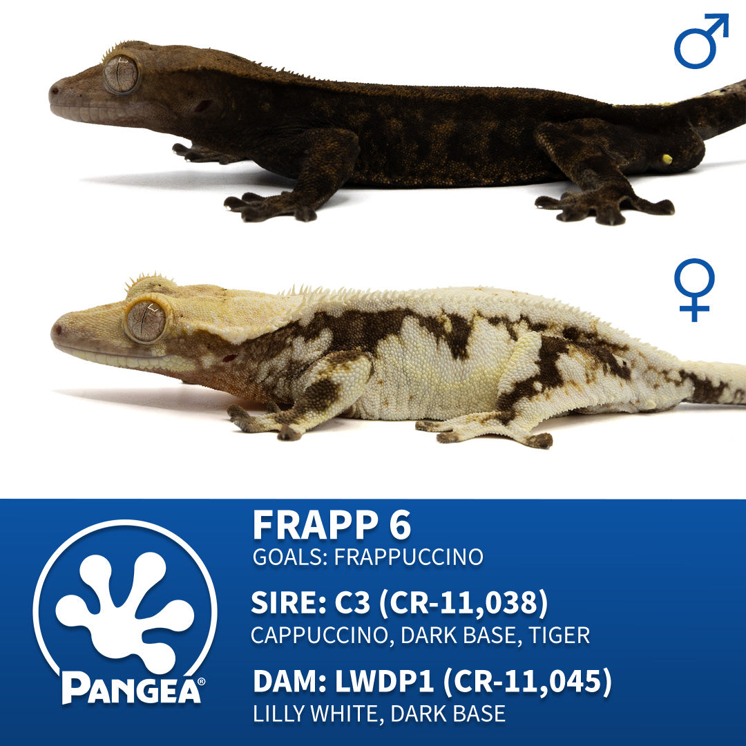 Male Cappuccino Crested Gecko Cr-2500