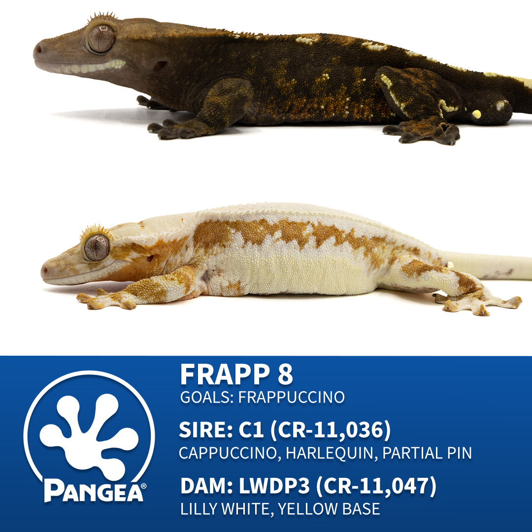 Male Frappuccino Crested Gecko Cr-2172