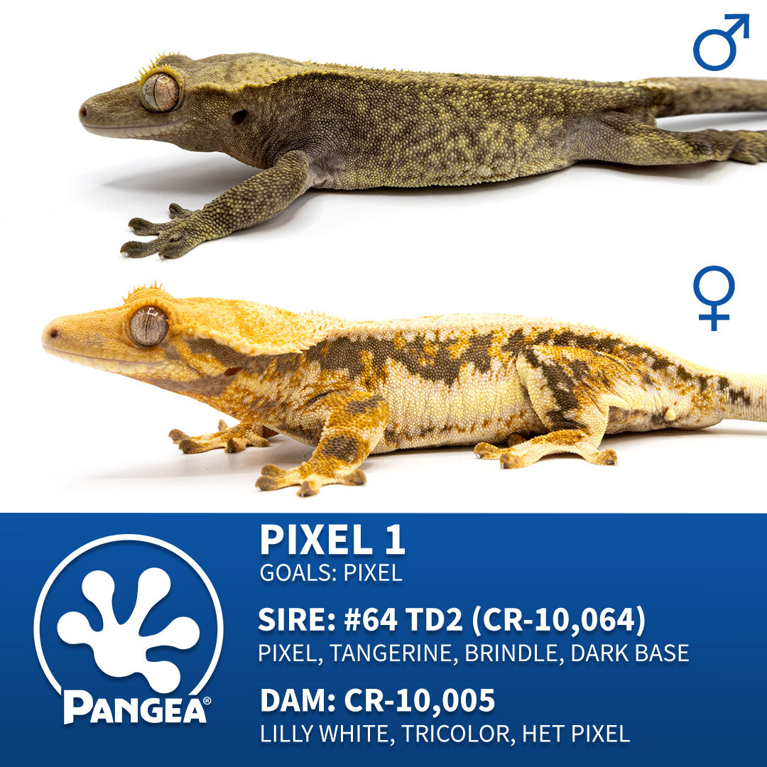 Cr-10087 breeder graphic