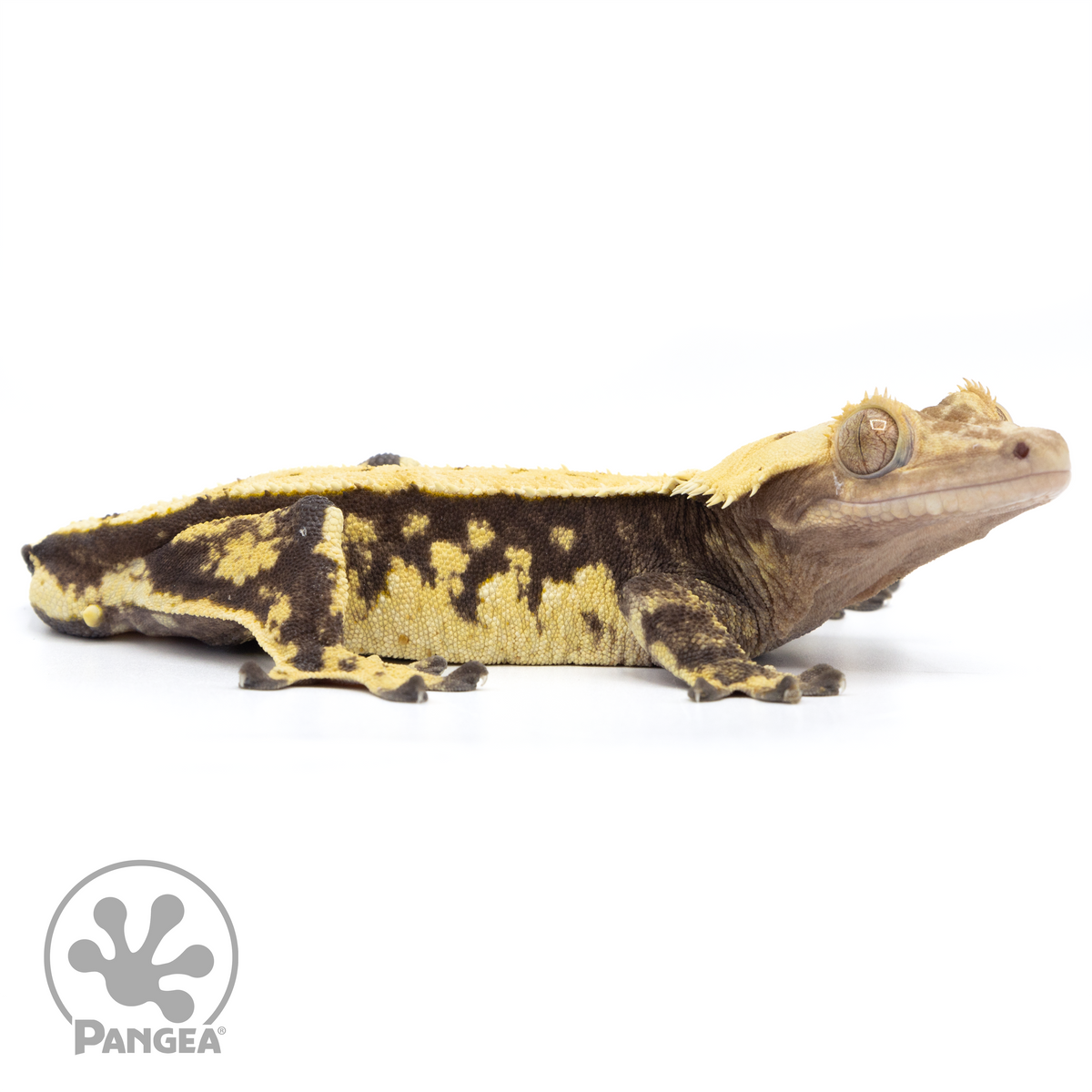 CR-0645 Facing RIght