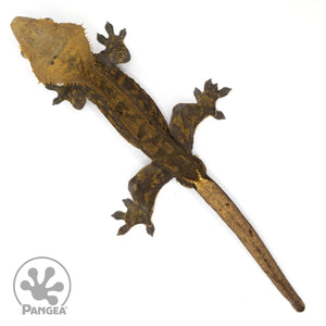 Male OG Black Crested Gecko Cr-1046