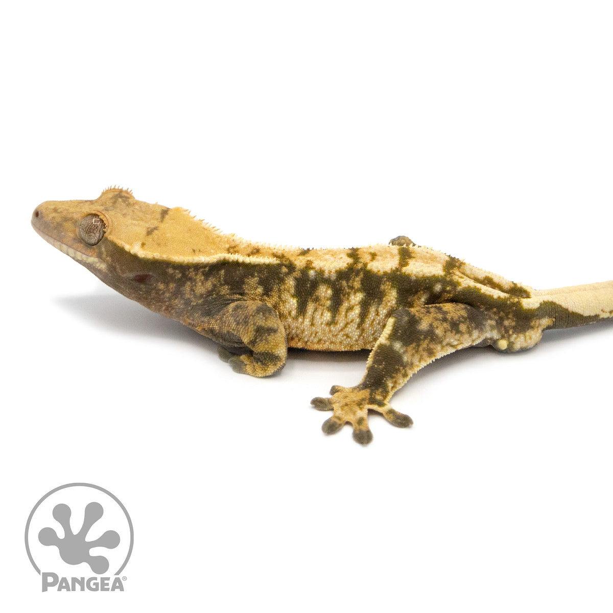 Male Tricolor Extreme Harlequin Crested Gecko Cr-1059 facing left