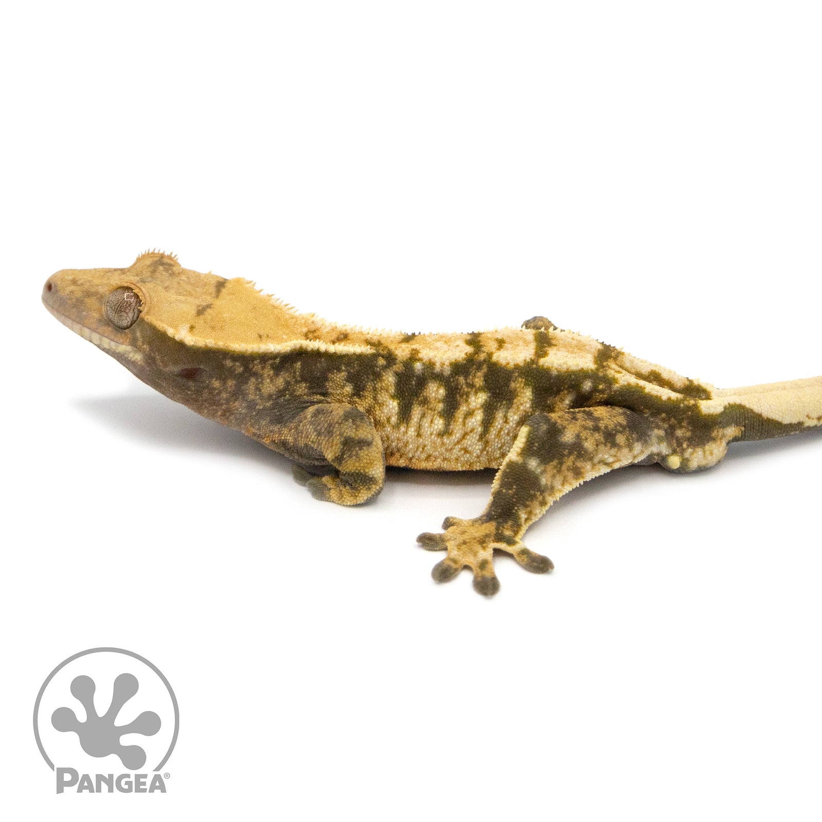 Male Tricolor Extreme Harlequin Crested Gecko Cr-1059 facing left
