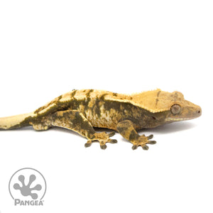 Male Tricolor Extreme Harlequin Crested Gecko Cr-1059 facing right