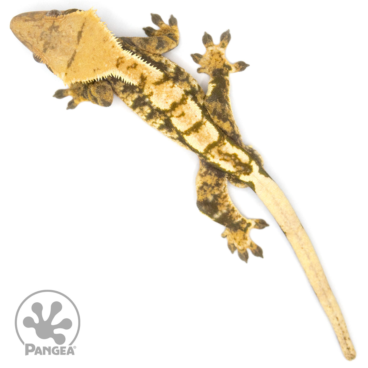 Male Tricolor Extreme Harlequin Crested Gecko Cr-1059 from above