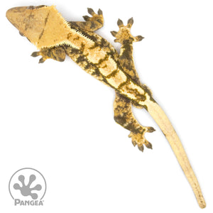 Male Tricolor Extreme Harlequin Crested Gecko Cr-1059 from above