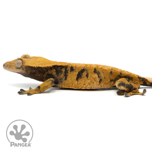 Male XXX Crested Gecko Cr-1135