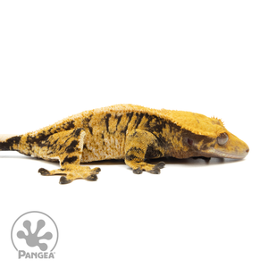 Female XXX Crested Gecko Cr-1137 facing right