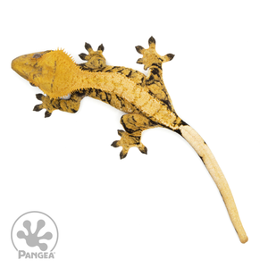 Female XXX Crested Gecko Cr-1137 from above