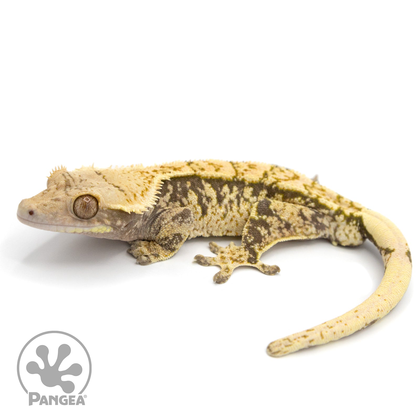 Male Extreme Harlequin Crested Gecko Cr-1197 facing right