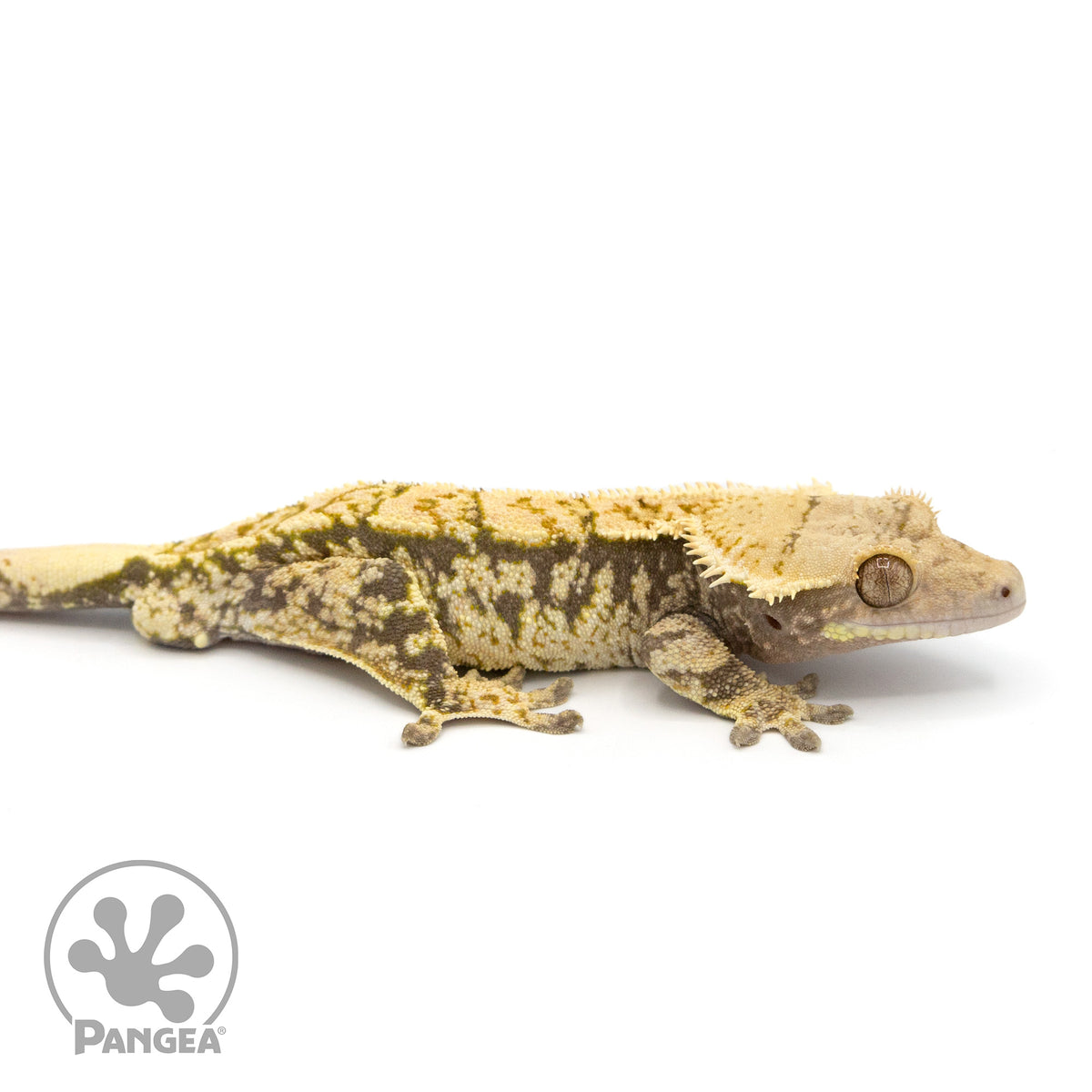 Male Extreme Harlequin Crested Gecko Cr-1197 facing right