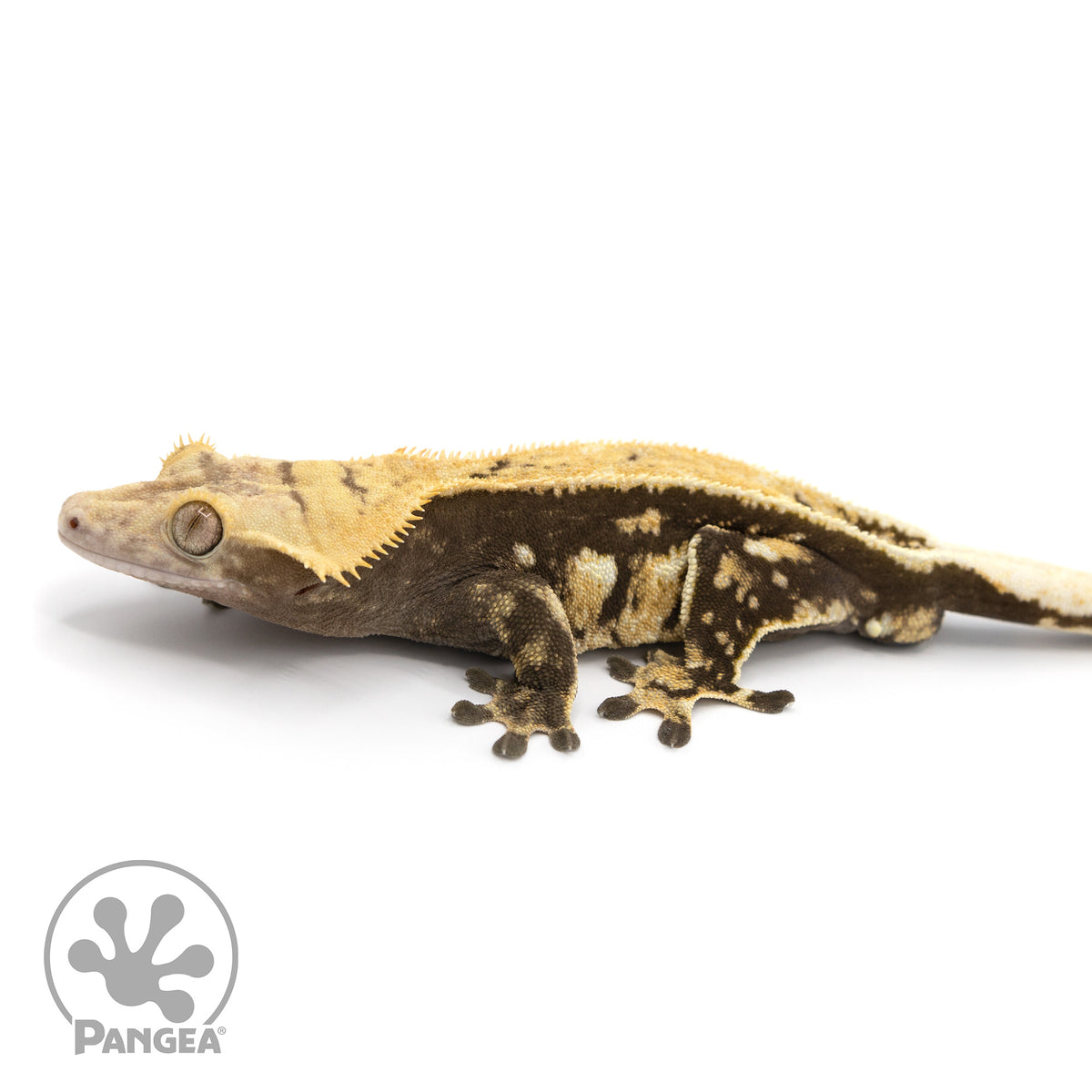 Male Pinstripe Crested Gecko Cr-1225 facing left