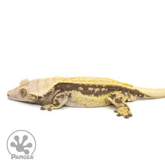 Male Quadstripe Crested Gecko | Pangea Reptile | Cr-1230 - Pangea