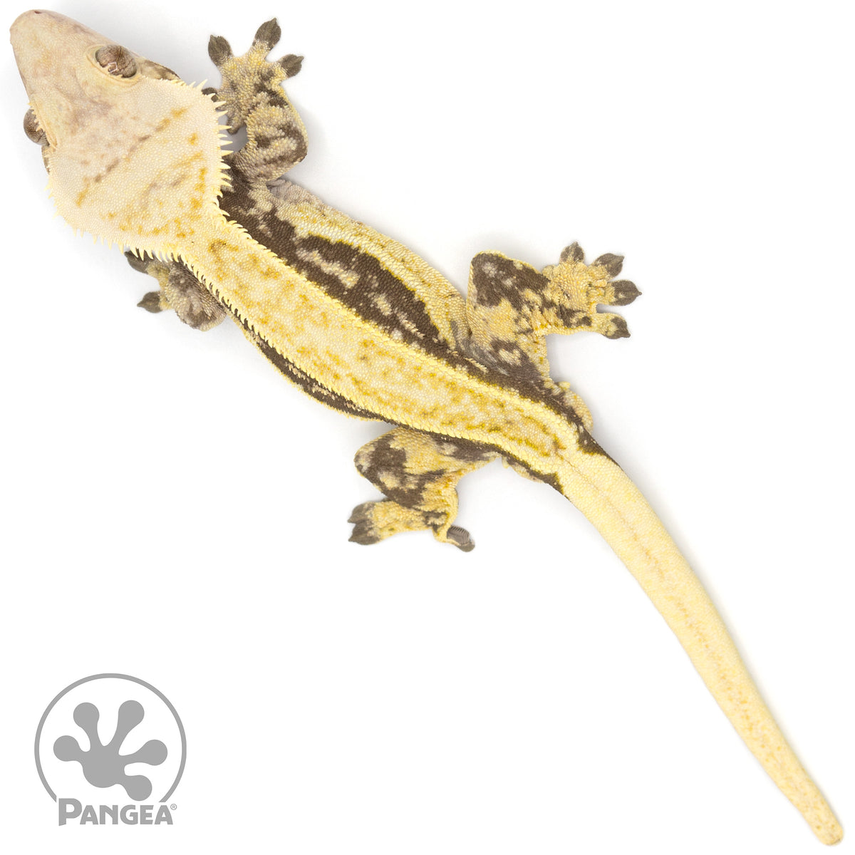 Male Quadstripe Crested Gecko Cr-1230 from above