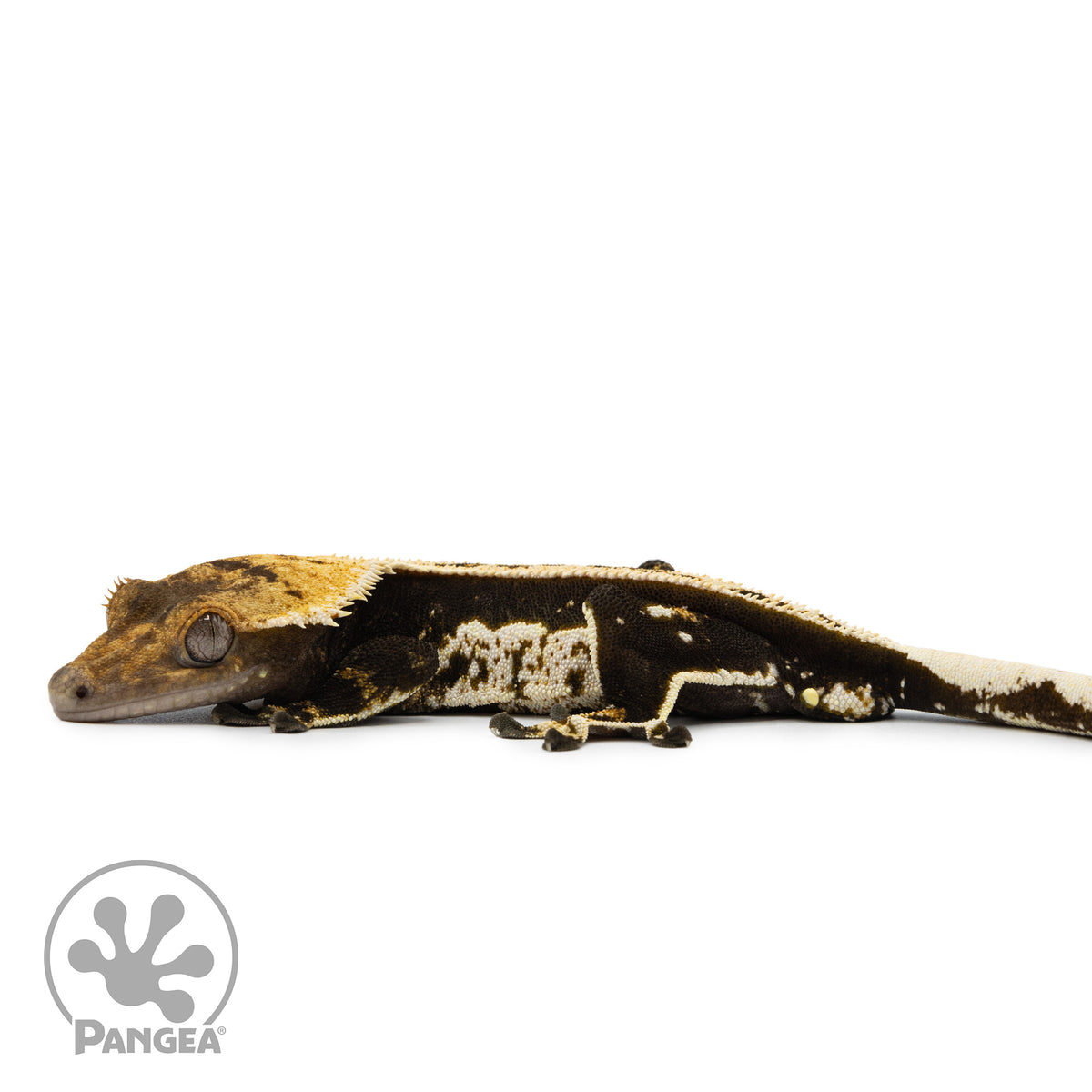 Male Quadstripe Crested Gecko Cr-1269 facing left