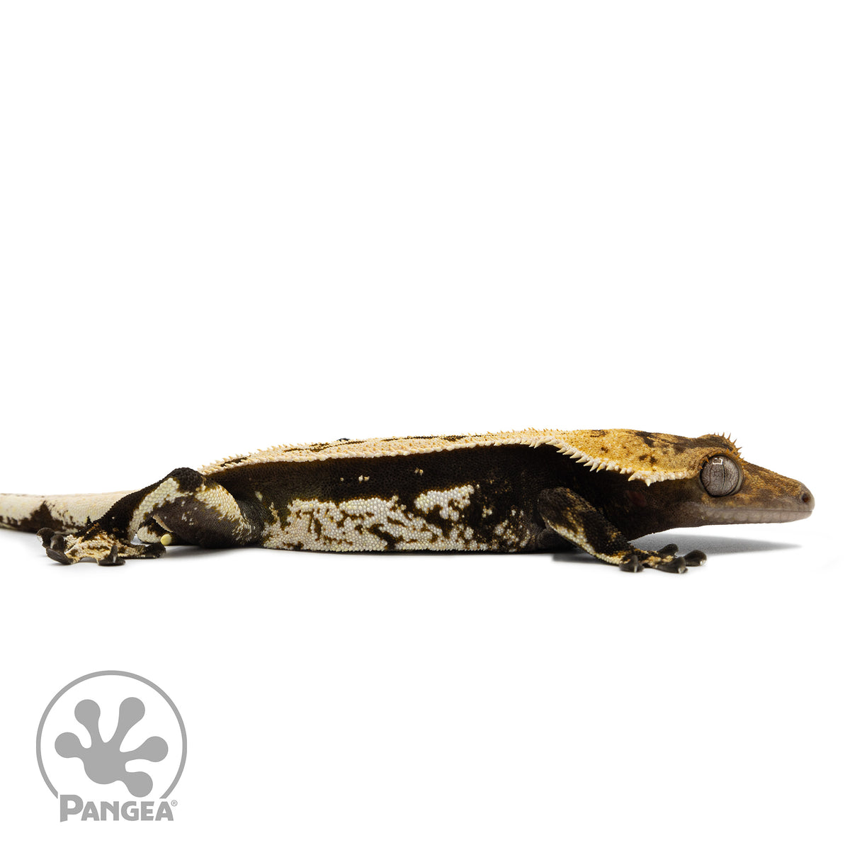 Male Quadstripe Crested Gecko Cr-1269 facing right