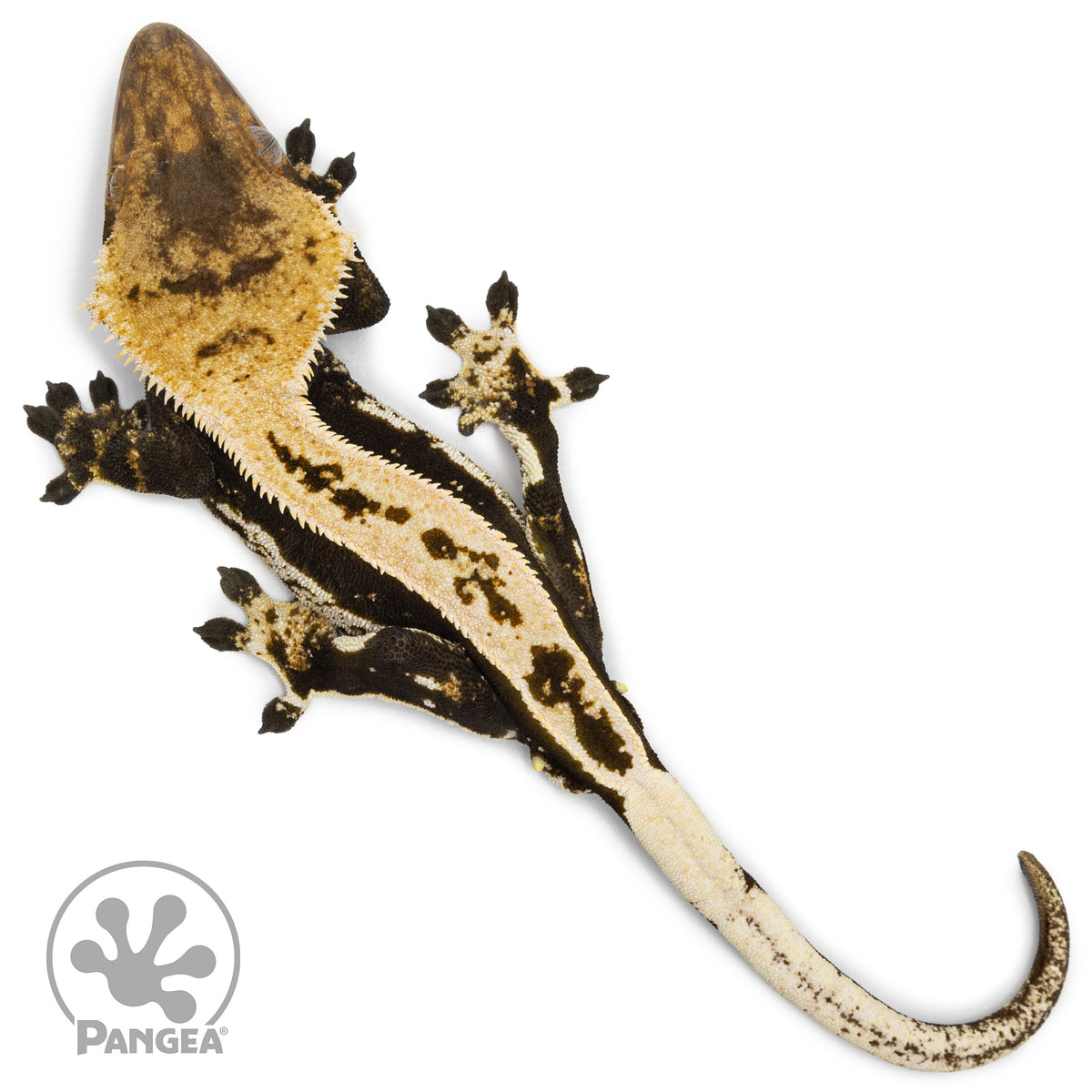 Male Quadstripe Crested Gecko Cr-1269 from above