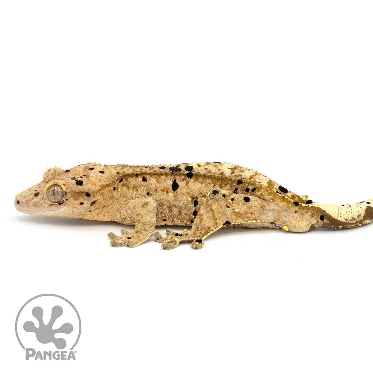 Male Ink Blot Crested Gecko Cr-1271 facing left