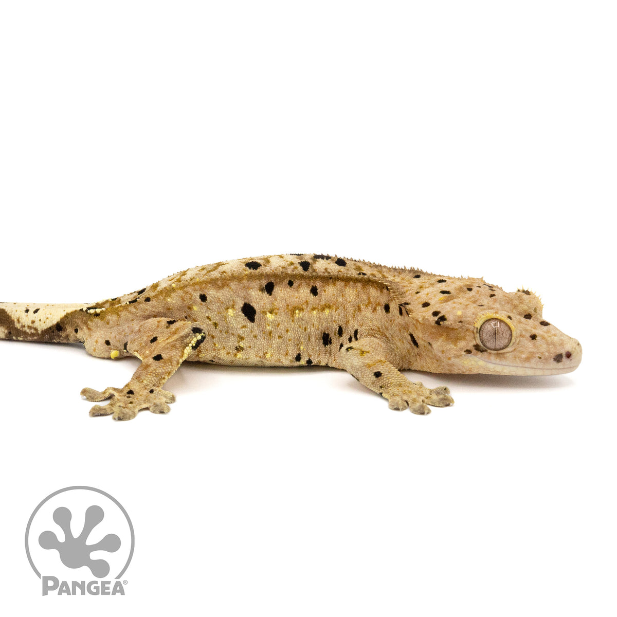 Male Ink Blot Crested Gecko Cr-1271 facing right