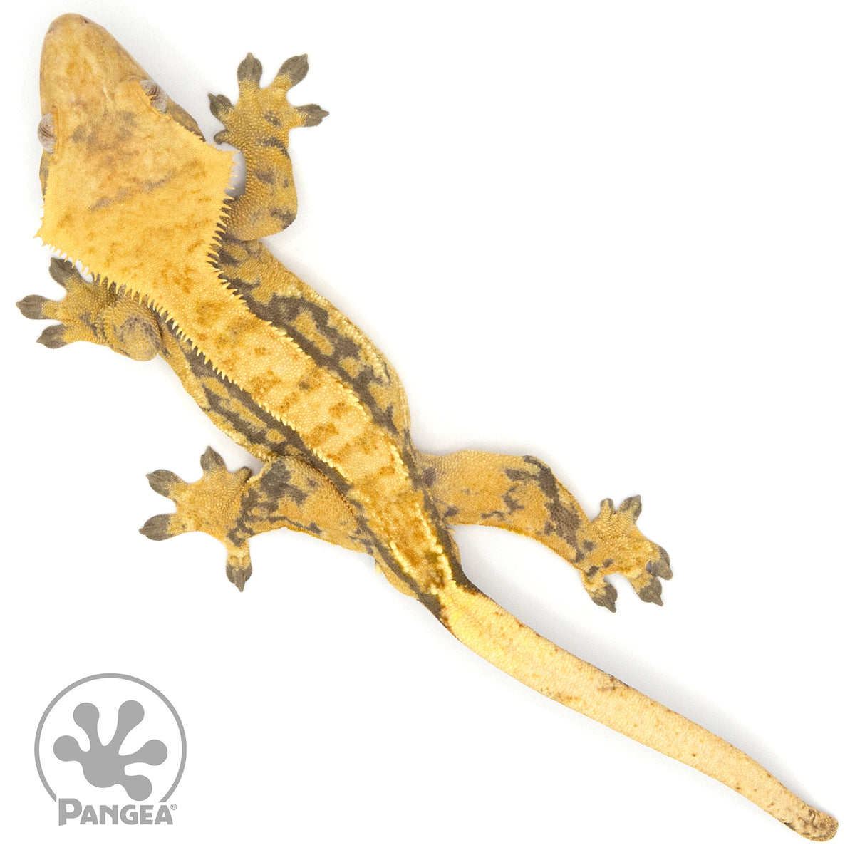 Male Extreme Harlequin Crested Gecko Cr-1283 from above