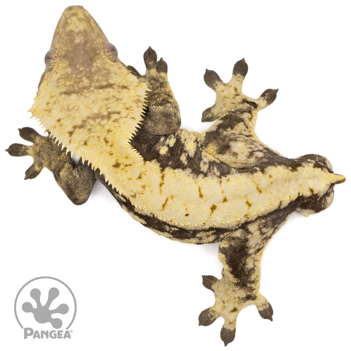 Male Extreme Harlequin Crested Gecko Cr-1285