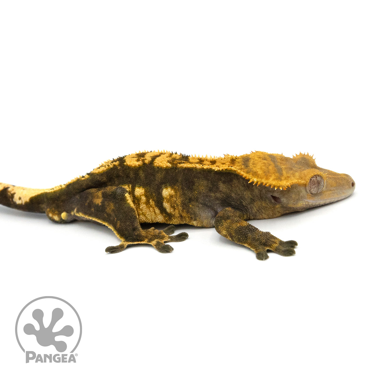Male Harlequin Crested Gecko Cr-1343 facing right