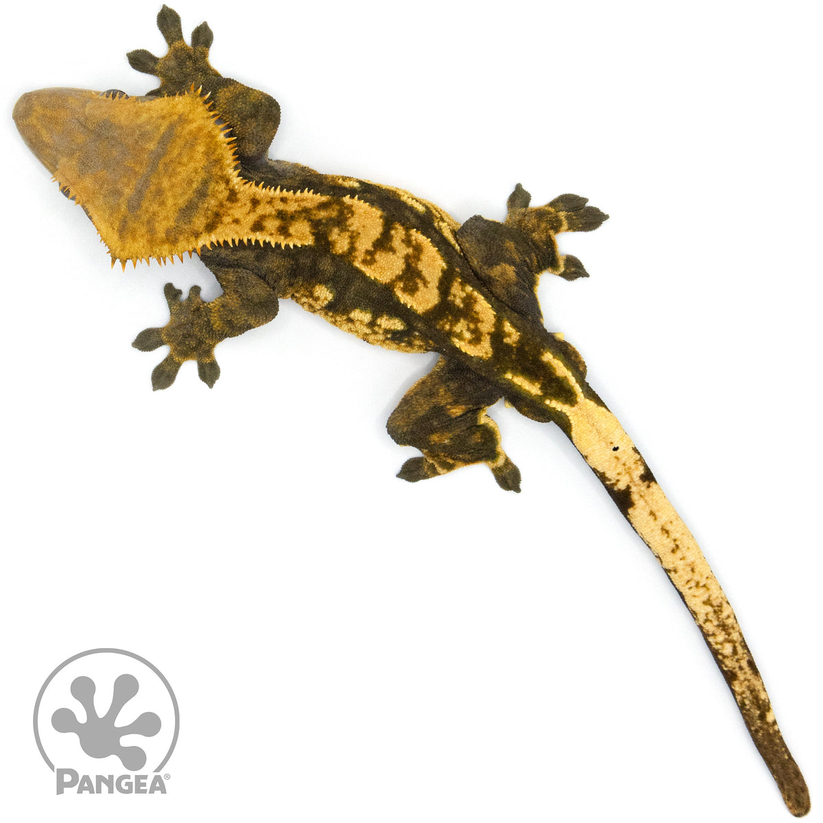 Male Harlequin Crested Gecko Cr-1343 from above