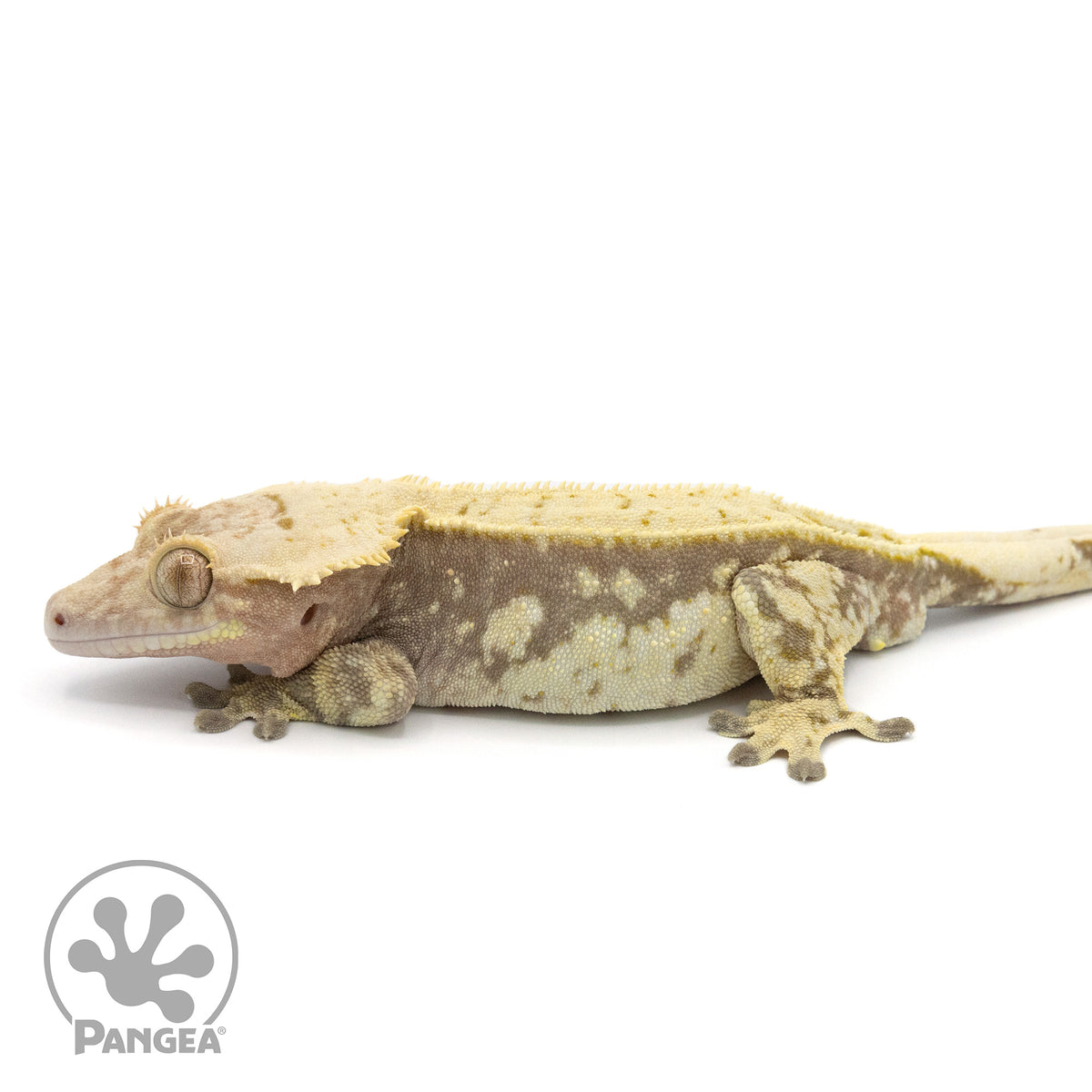 Male Extreme Harlequin Crested Gecko Cr-1370 facing left