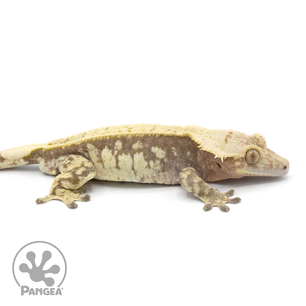 Male Extreme Harlequin Crested Gecko Cr-1370 facing right