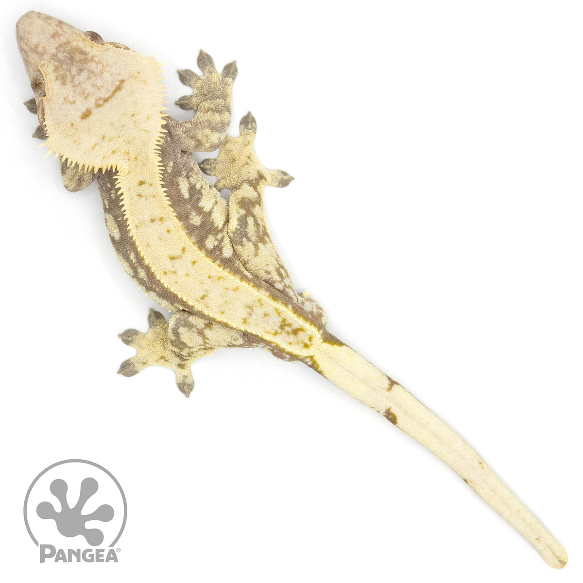 Male Extreme Harlequin Crested Gecko Cr-1370 from above