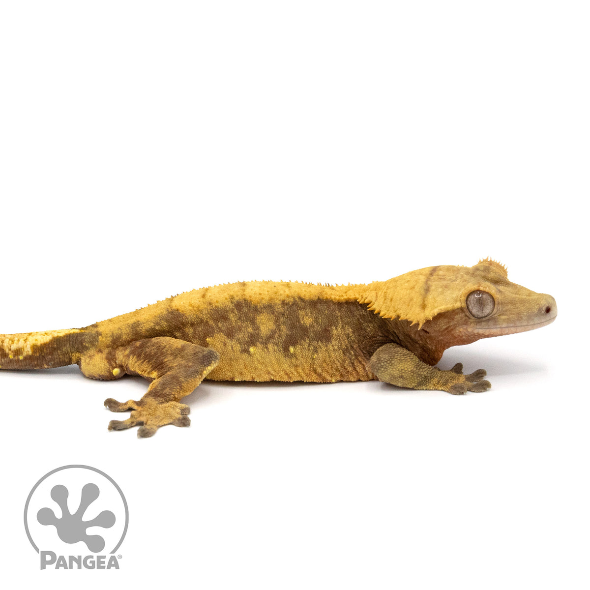 Male Red Harlequin Crested Gecko Cr-1377 facing right
