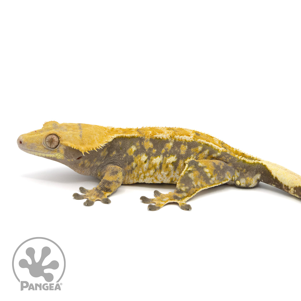 Male Tricolor Extreme Harlequin Crested Gecko Cr-1401 facing left