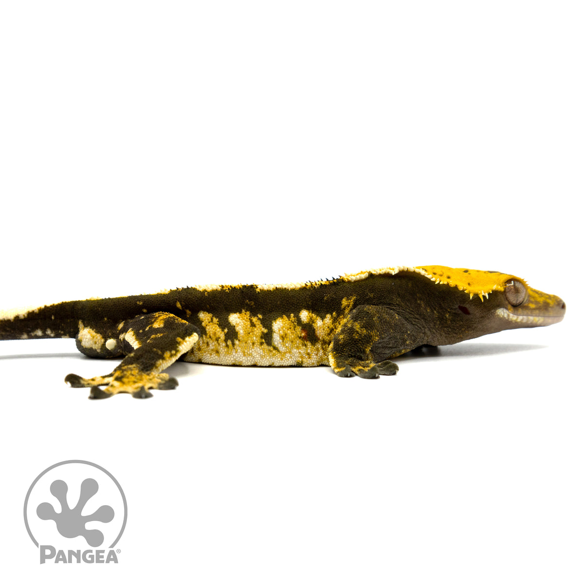 Male Tricolor Harlequin Crested Gecko Cr-1427 facing right
