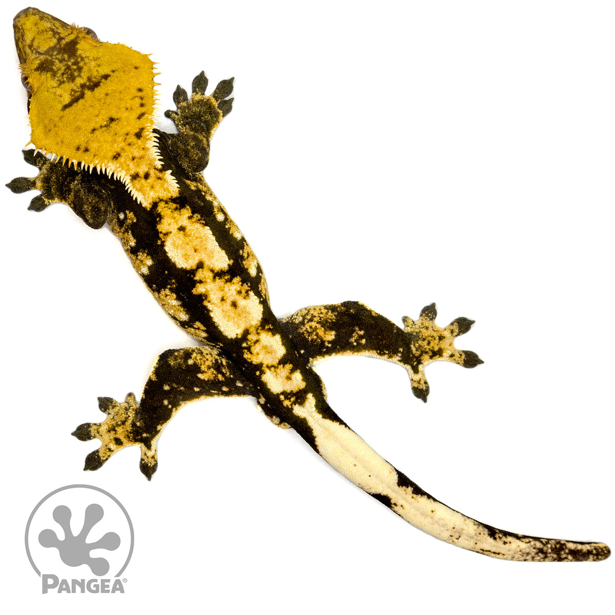 Male Tricolor Harlequin Crested Gecko Cr-1427 from above