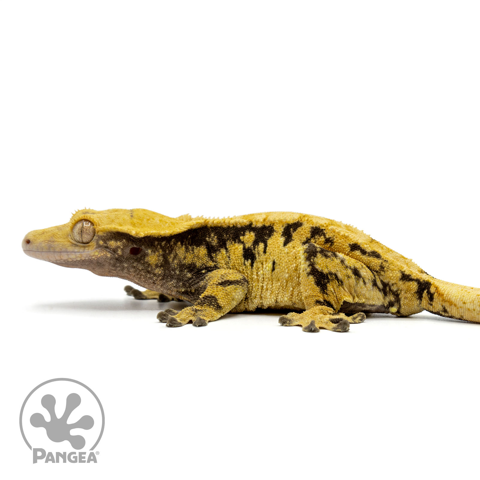 Female Extreme Crested Gecko Cr-1433 facing left