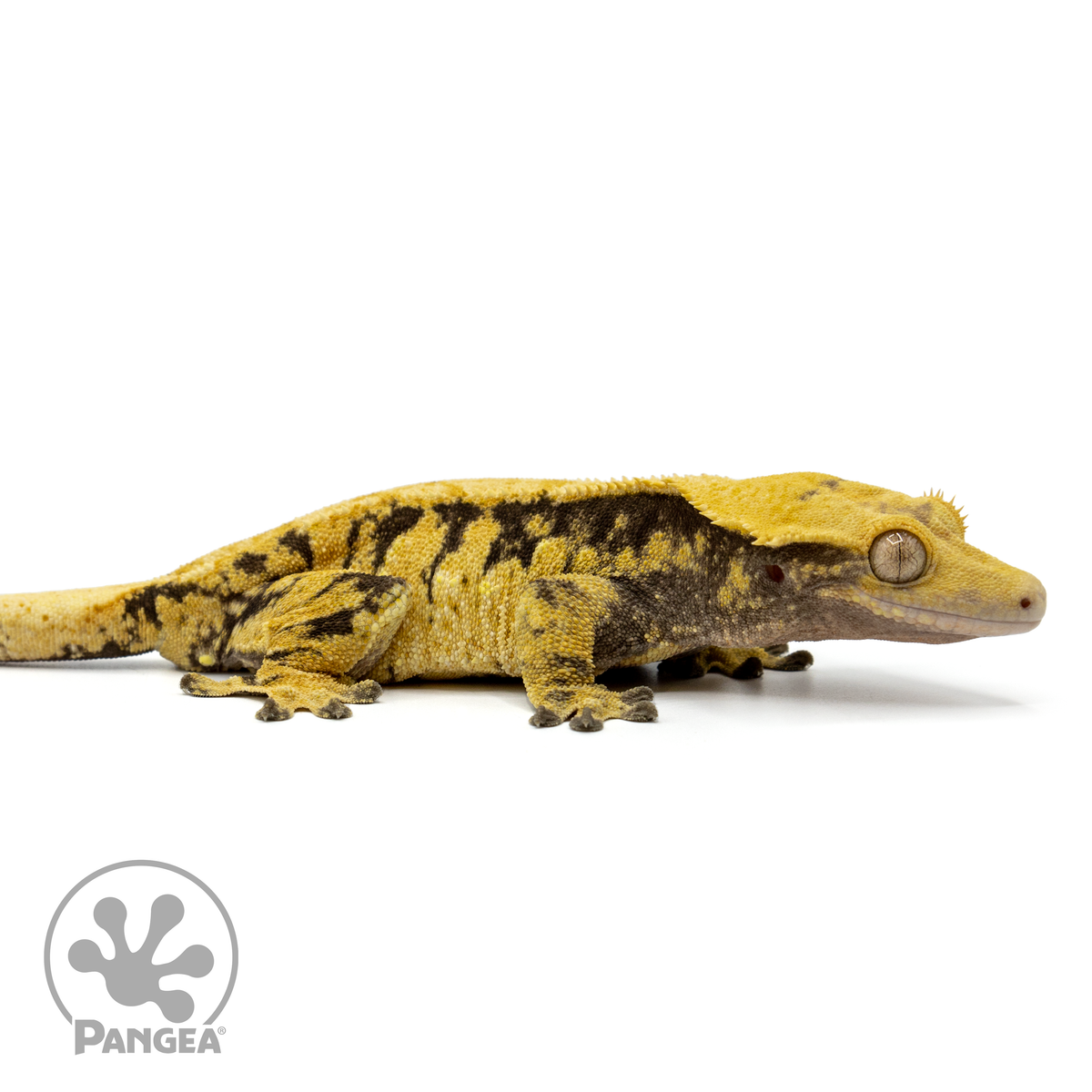 Female Extreme Crested Gecko Cr-1433 facing right