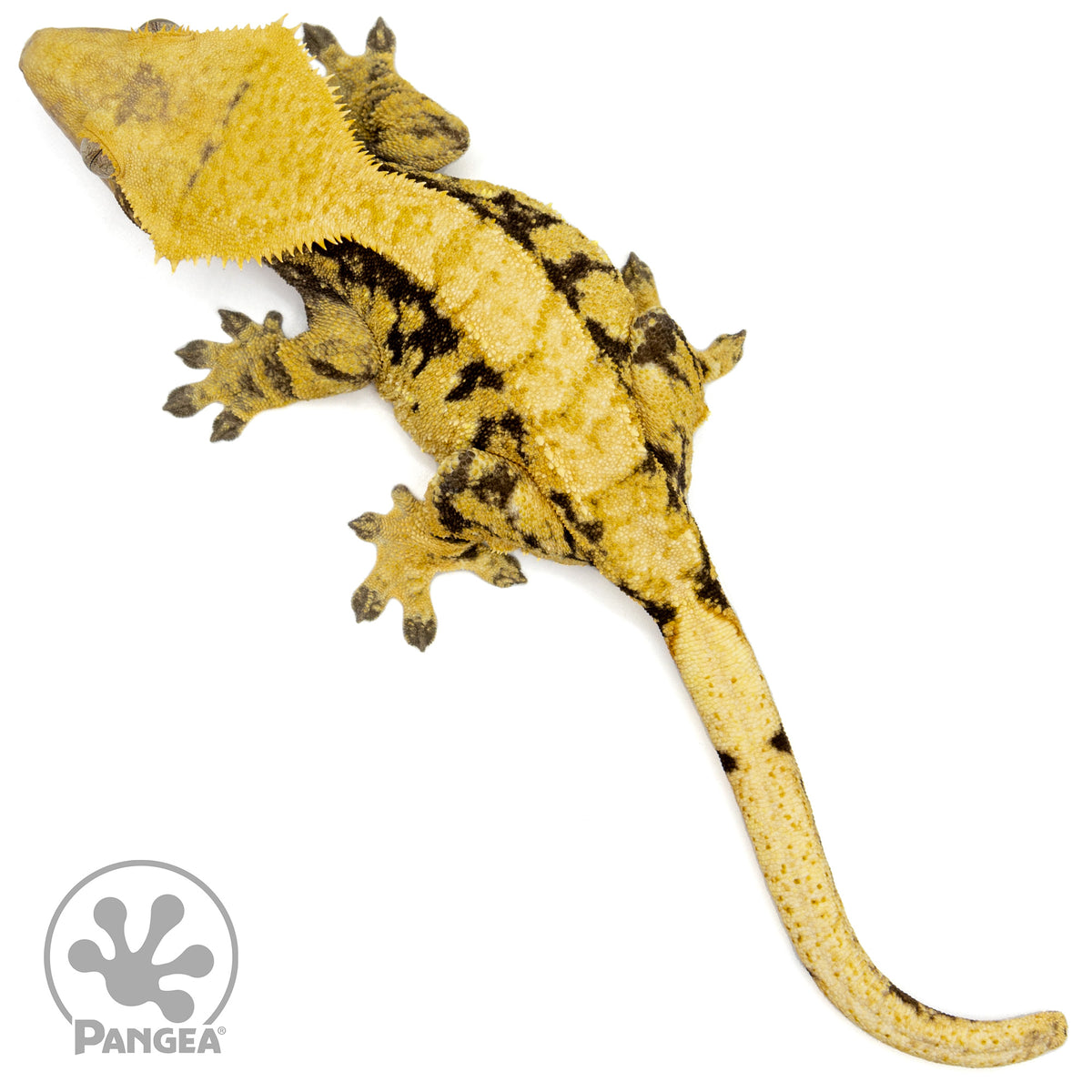 Female Extreme Crested Gecko Cr-1433 from above