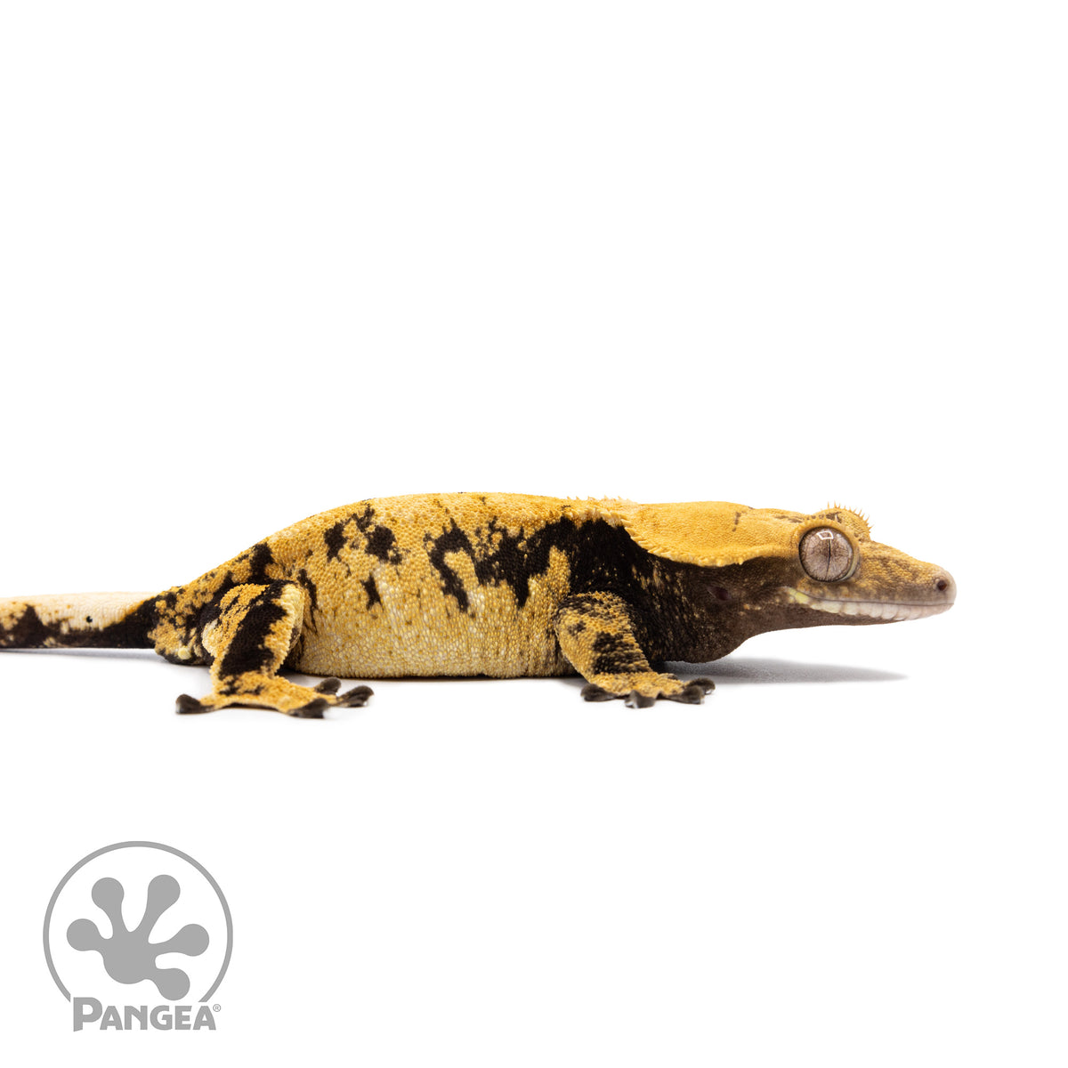Female XXX Crested Gecko Cr-1434 facing right
