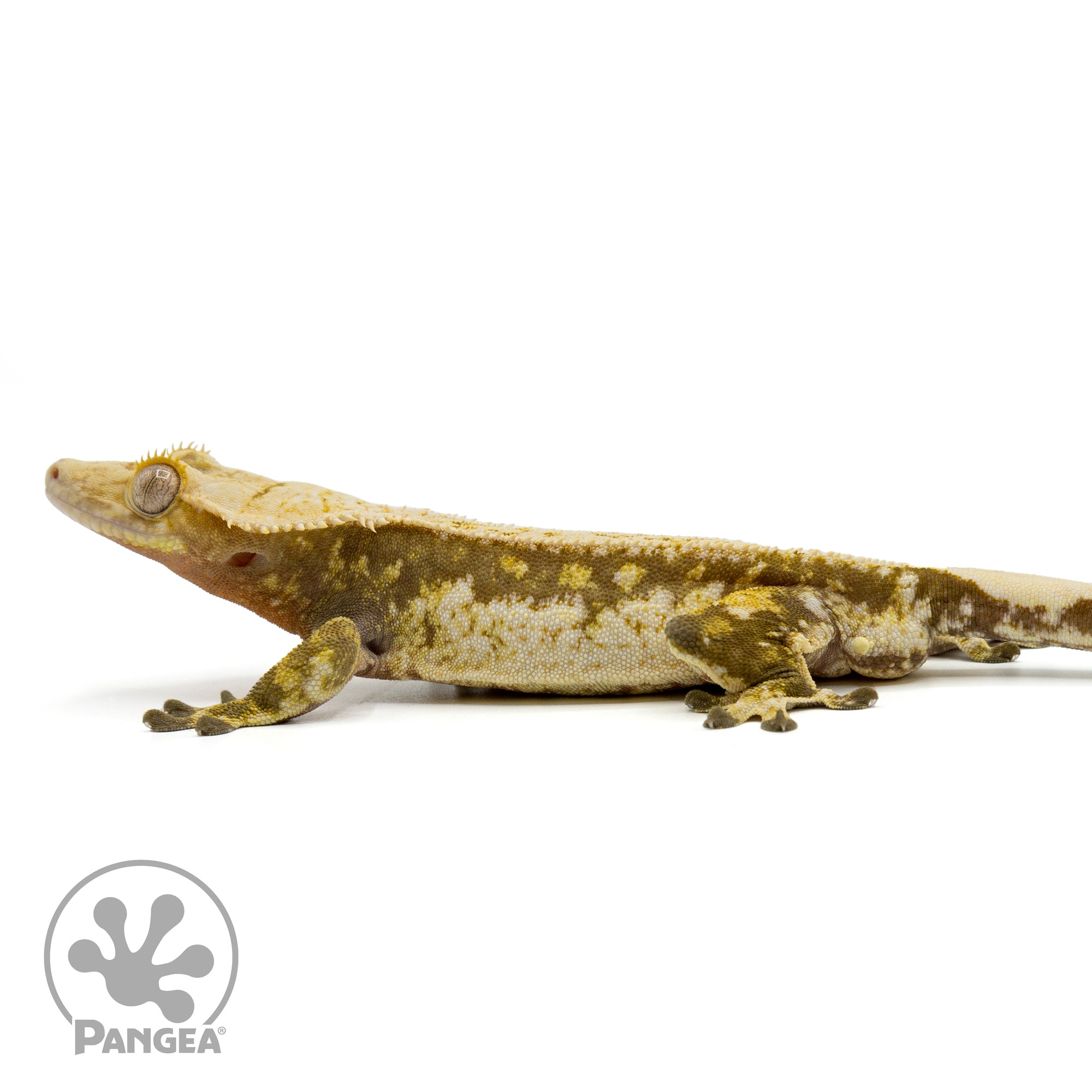 Male White Wall Crested Gecko Cr-1435 facing left