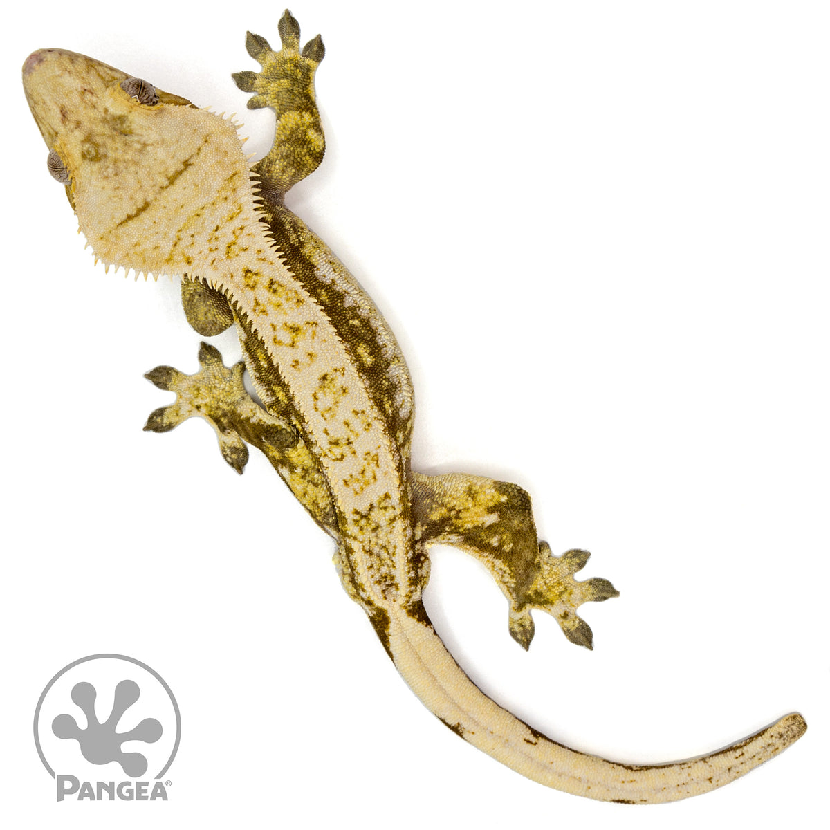 Male White Wall Crested Gecko Cr-1435 from above