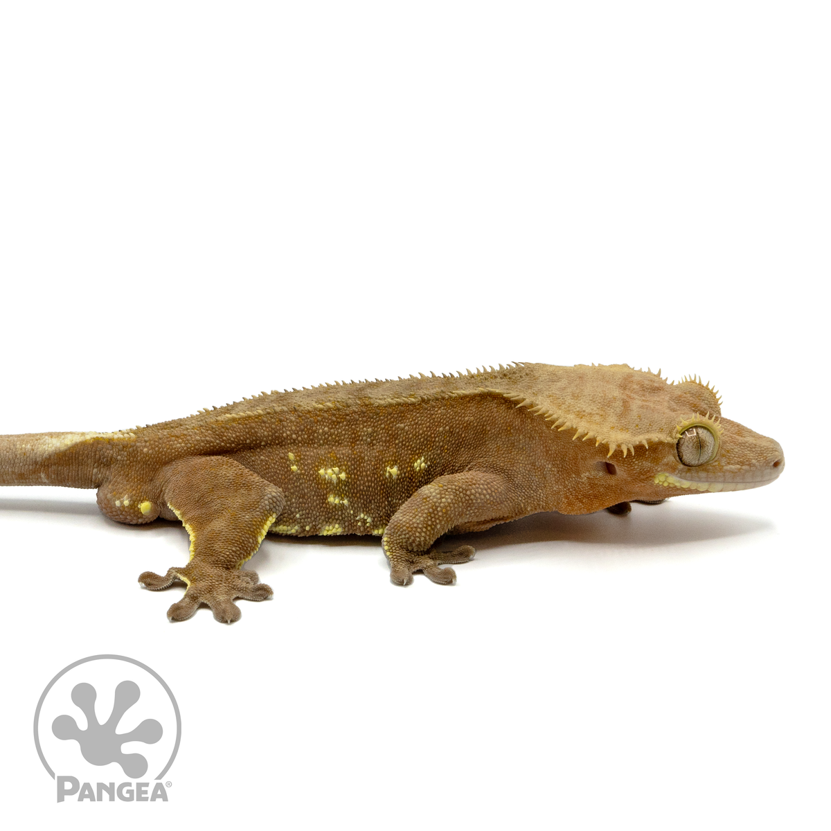 CR-1440 looking right