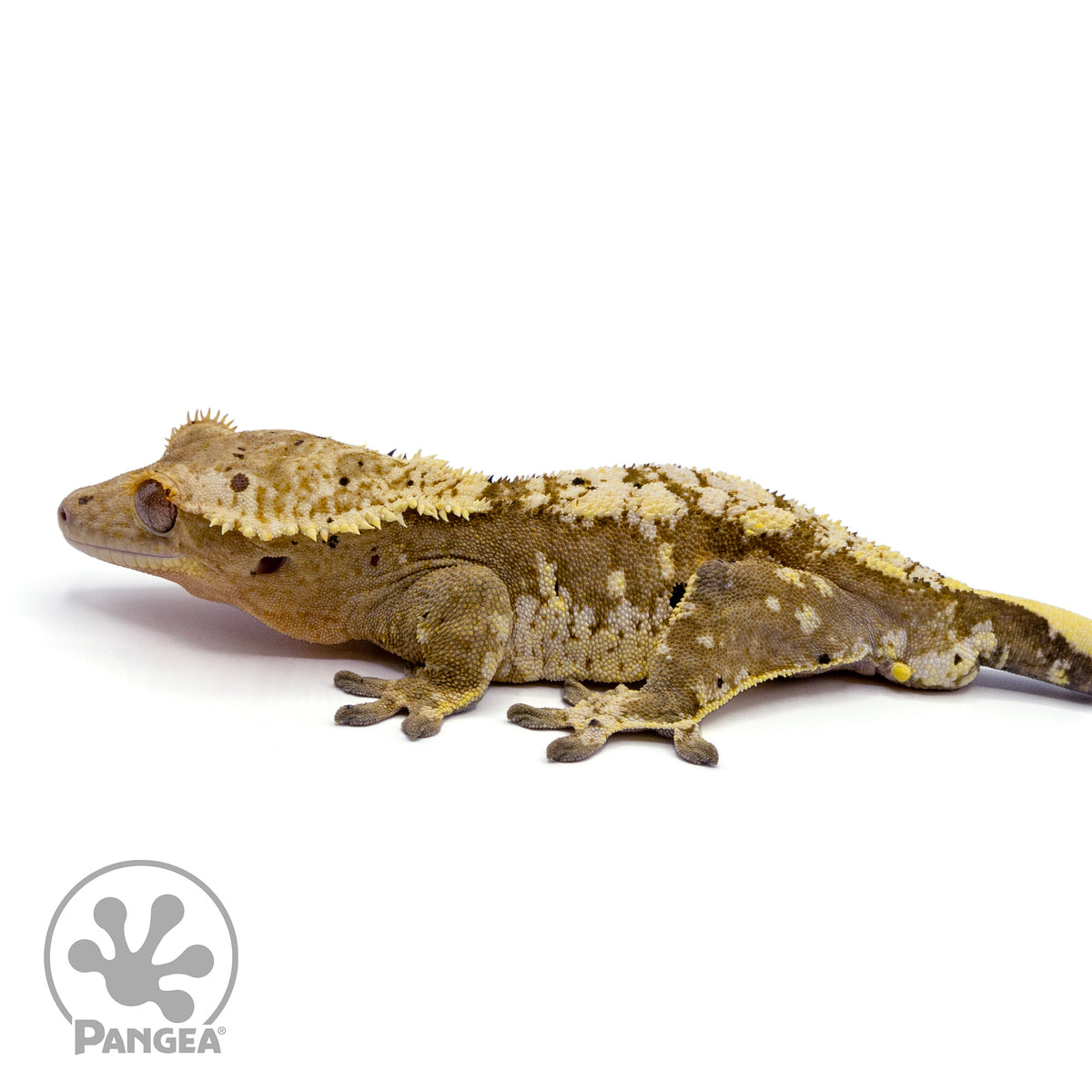 Male Harlequin Dalmatian Crested Gecko Cr-1441 facing left