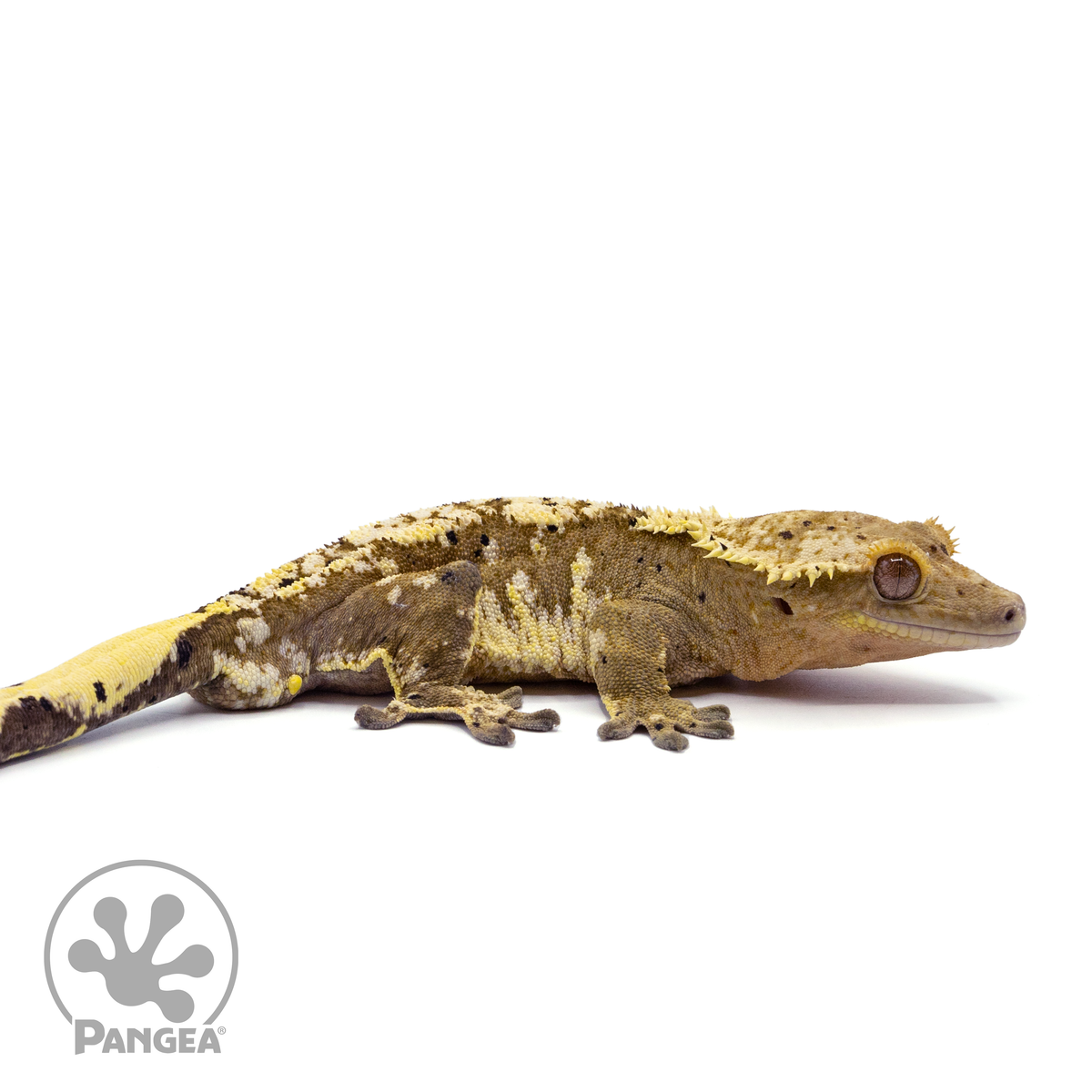 Male Harlequin Dalmatian Crested Gecko Cr-1441 facing right