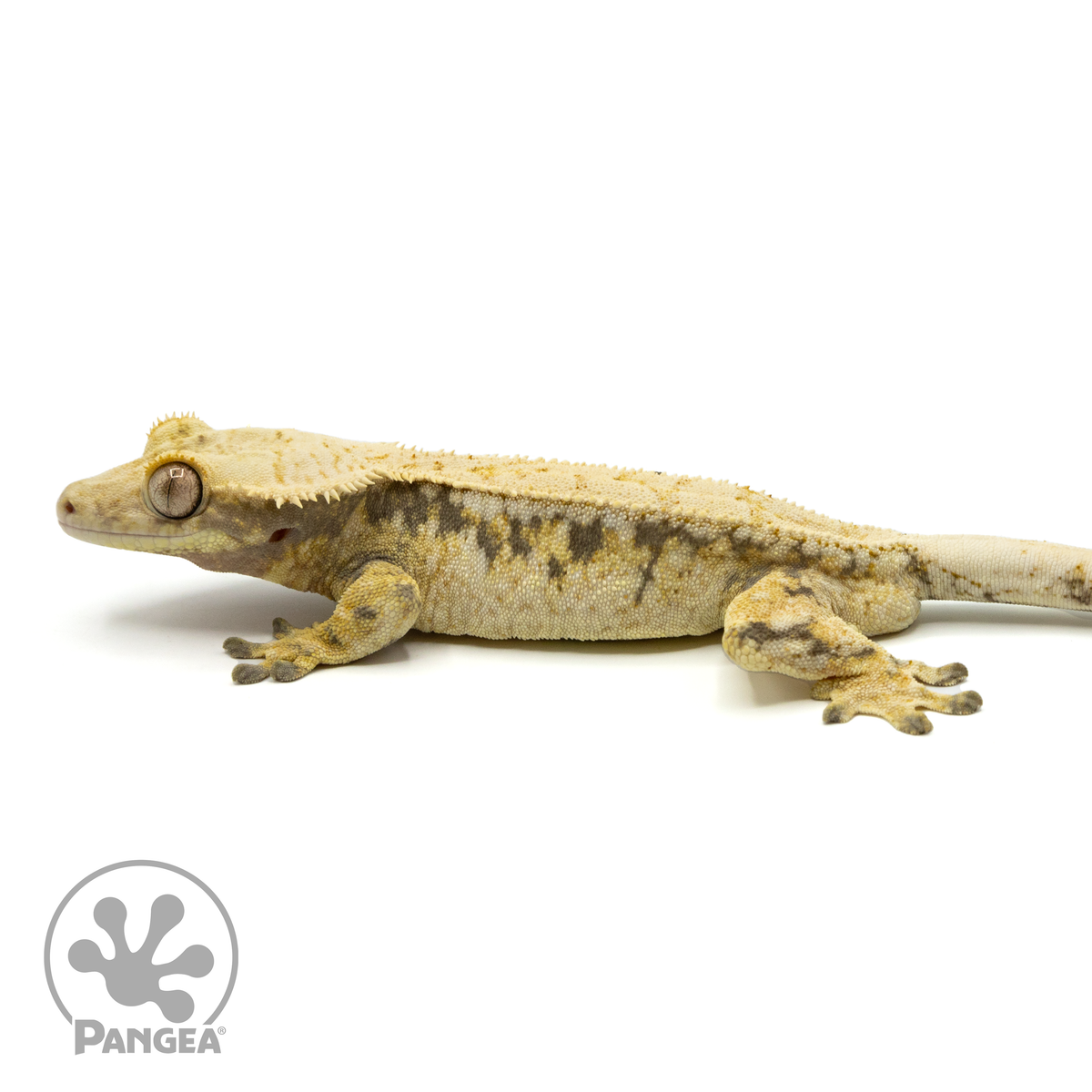 Male Tricolor Extreme Harlequin Crested Gecko Cr-1442 facing left