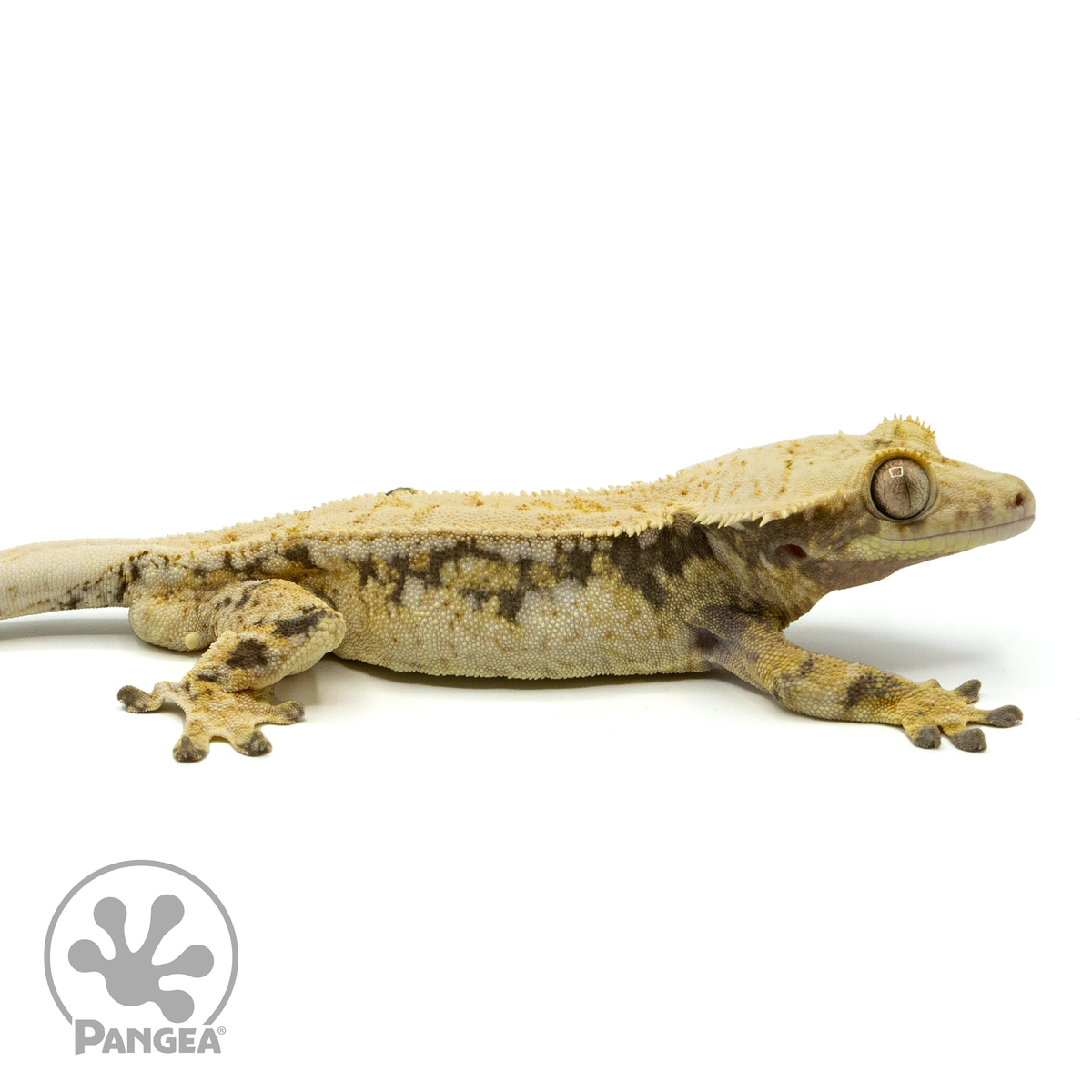Male Tricolor Extreme Harlequin Crested Gecko Cr-1442 facing right