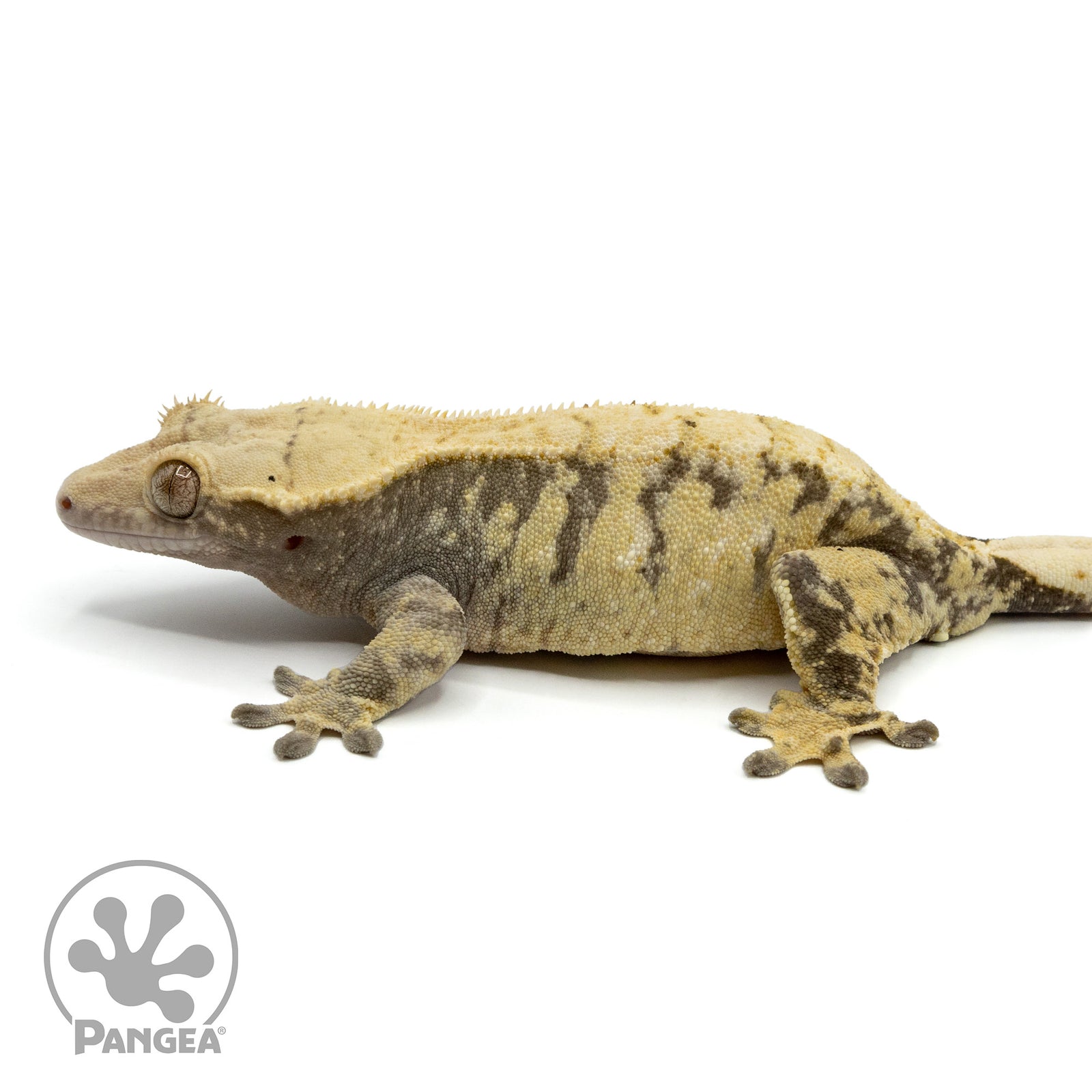 Female Extreme Crested Gecko Cr-1446 facing left